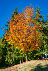 Burien Fall Tree On Hill 4