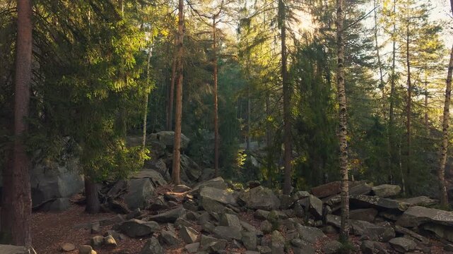 A serene forest scene with sunlight and lush greenery invites relaxation