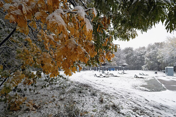 snow covered trees