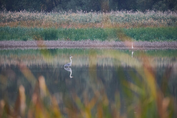 beautiful bird on the lake