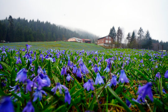 The Black Sea region in eastern T&uuml;rkiye is famous for its high mountain plateaus, the most popular of which are the Uzung&ouml;l and Sultan Murat plateaus.01.08.2025, Trabzon,T&uuml;rkiye
