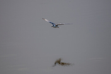 A small, buoyant tern in flight over water. The bird has a dark cap, a gray body, and a contrasting white cheek, appearing as a 