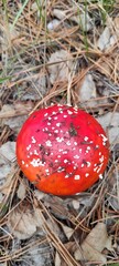 Bright Red Mushroom With White Speckles Found in the Forest Among Pine Needles and Fallen Leaves During Autumn