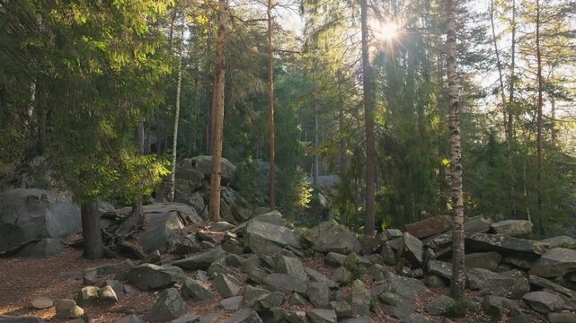 A serene journey in a sunlit forest invites calm and connection
