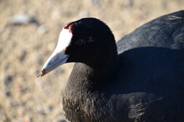 Purple swamphen, Porphyrio porphyrio, close-up showing intricate feather details and vibrant colors, captured in natural light in Albufera Natural Park, Mallorca, highlighting its unique beauty
