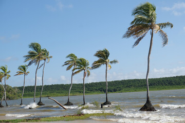 árvores na amazônia brasil ribeirinhos verde 