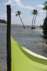 árvores na amazônia brasil ribeirinhos verde 