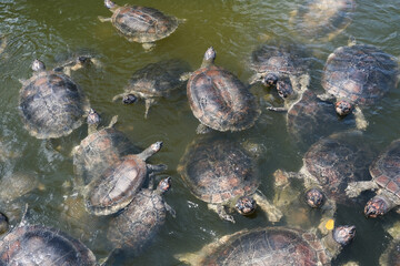 tartarugas amazonica rio brasil verde