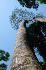 árvores na amazônia brasil ribeirinhos verde 