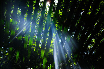 árvores verdes mata floresta amazonia natureza brasil lago igarapé lagoa selva folha