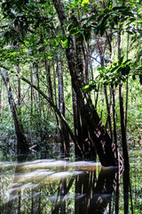 árvores verdes mata floresta amazonia natureza brasil lago igarapé lagoa selva folha