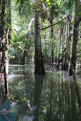 árvores verdes mata floresta amazonia natureza brasil lago igarapé lagoa selva folha