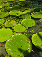 árvores verdes mata floresta amazonia natureza brasil lago igarapé lagoa selva folha