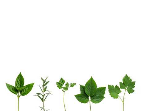  Minimalistic botanical arrangement of verdant herb leaves for nature inspired design