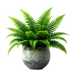 Lush green fern plant thrives in a round, textured concrete pot against a black backdrop