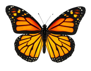 Fototapeta premium Monarch butterfly with fully glowing wings on transparent background