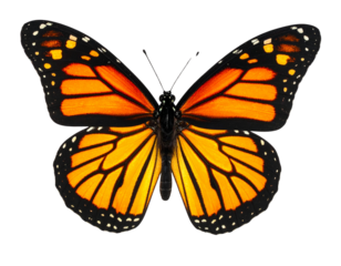 Monarch butterfly with fully glowing wings on transparent background