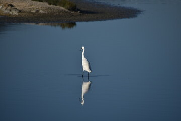 Little Egret standing alone in the calm waters of Albufera Natural Park, Mallorca, its reflection creating a serene and peaceful scene
