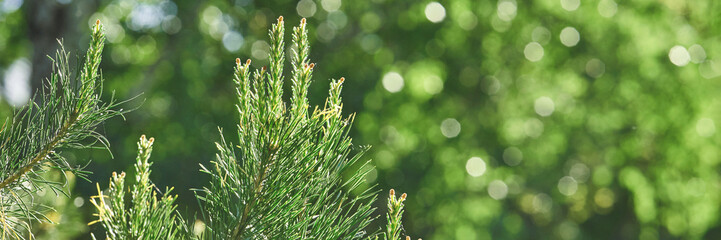 Close-up of pine tree branch with vibrant green bokeh background in nature setting.