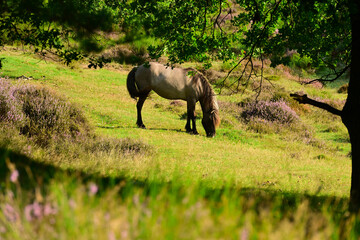 Konik Wild Horse Grazing on a Sunlit Heathland Slope with Heather © Rogier van Bunnik