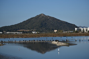Wetlands of Albufera Natural Park, Mallorca, with cormorants and egrets resting on islands, set against the backdrop of a serene mountain and distant buildings
