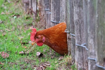 A brown chicken pokes its head through the fence to eat grass. Eating chicken. Selective focus.