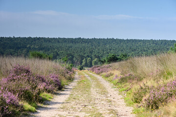 Fototapeta premium Dirt Track Through Blooming Heather and Dry Grass Towards Pine Forest