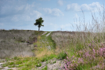 Solitary Tree at the Crest of a Hill with Dirt Path and Heather