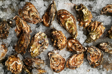 An extreme, high-angle close-up of several unshucked oysters with rough, textured brown and green shells, tightly nestled together on a bed of glistening crushed ice