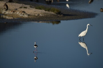 Black-winged stilt, Himantopus himantopus, and little egret, Egretta garzetta, wading with perfect reflections on tranquil waters in Albufera Natural Park Mallorca
