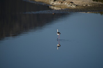 Black-winged stilt, Himantopus himantopus, standing gracefully with a perfect reflection on calm waters in Albufera Natural Park Mallorca
