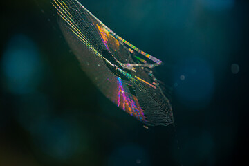 Rainbow spiderweb bokeh in sunlight 