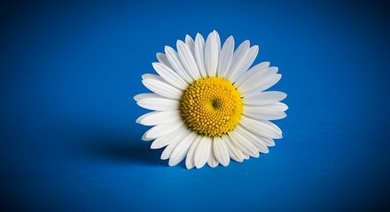 Daisy Flower on Blue Background - A Simple and Elegant Floral Composition.