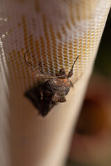 Unique moth in lace 