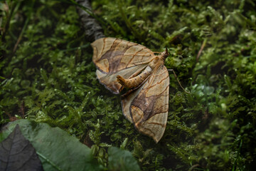 Moth in forest on moss