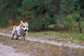 A wirehaired Jack Russell Terrier on a walk in the woods. The dog runs through an autumn park. The pet is against a backdrop of green trees.