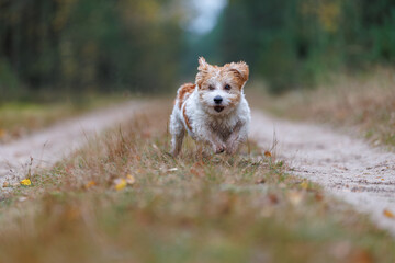 A wirehaired Jack Russell Terrier on a walk in the woods. The dog runs through an autumn park. The pet is against a backdrop of green trees.