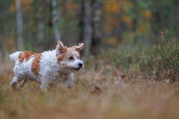 A wirehaired Jack Russell Terrier on a walk in the woods. The dog runs through an autumn park. The pet is against a backdrop of green trees.