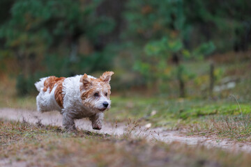 A wirehaired Jack Russell Terrier on a walk in the woods. The dog runs through an autumn park. The pet is against a backdrop of green trees.