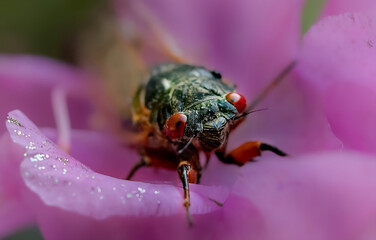 Cicada o purple sparkly petal 