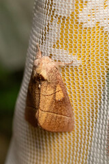Yellow moth 