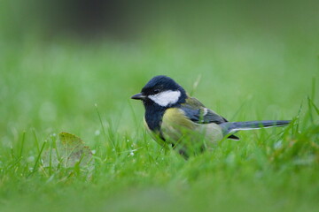 Great Tit (Parus major) on wet autumn grass – common songbird in the Czech Republic