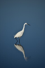 Little egret, Egretta garzetta, standing elegantly with its reflection on still blue waters in Albufera Natural Park Mallorca
