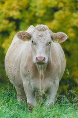 Cow (Bos taurus) portrait in autumnal landscape, farming in Czech Republic