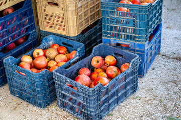 Ripe red fresh pomegranate fruit (Nar). They are being packed into crates to be sent to the market....