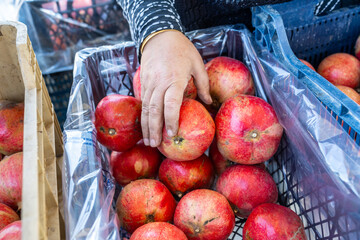 Ripe red fresh pomegranate fruit (Nar). They are being packed into crates to be sent to the market....