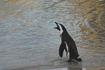 birds-africa-close-up-wild-endangered-jack-ass-penguin-braying-beak-open