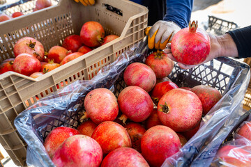 Ripe red fresh pomegranate fruit (Nar). They are being packed into crates to be sent to the market. Gathering area, Döşemealtı - Antalya