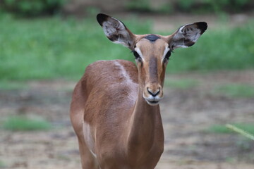 deer waiting for her baby 