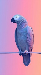 Obraz premium African Grey Parrot Perched on a Branch with Colorful Background.